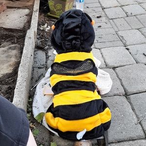 Pet Halloween costume